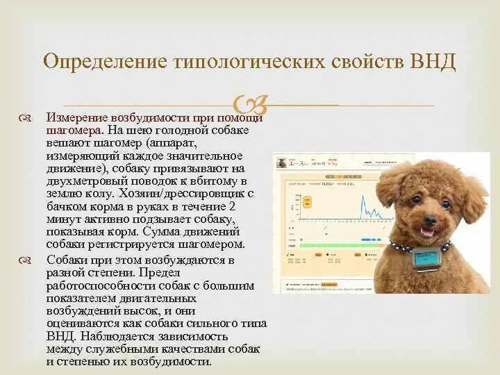 Вешать собак значение. Вешать собак значение
