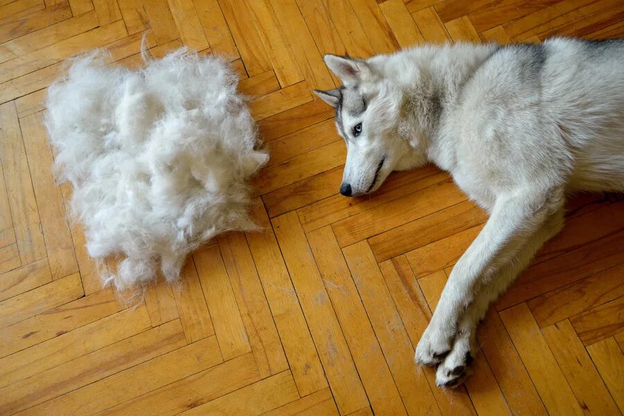 Линька сиба ину. Собаки линяющие раз в год. Тримминг хаски. Собаки линяющие раз в год. Собаки линяющие раз в год.