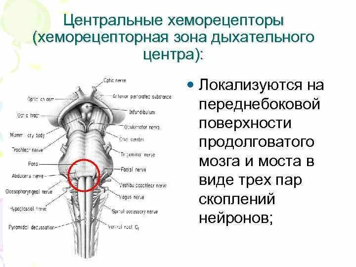 Центр удлиненный. Периферические хеморецепторы дыхательного центра. Медуллярные хеморецепторы. Хеморецепторы амфипод. Продолговатый мозг центр дыхания.