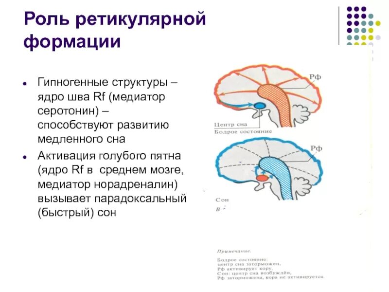 Влияние коры на ретикулярную формацию