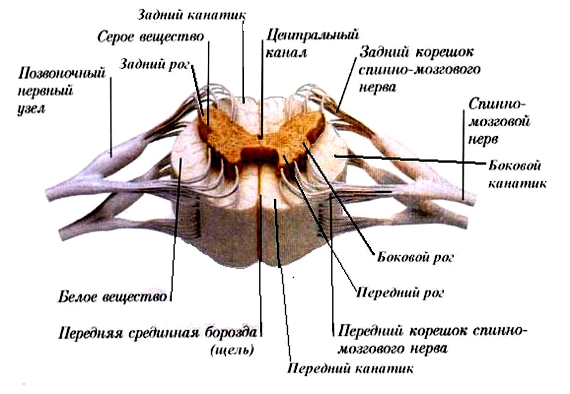 Строение заднего корешка спинного мозга. Строение спинного мозга рога. Структура спинного мозга задние рога. Спинной мозг Рона и канатики.