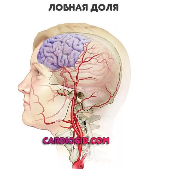 Предынсультная ишемическая атака. Кровоснабжение головы и шеи.