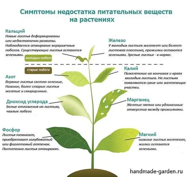 Почему желтеют листья перцев рассада что делать. Признаки нехватки элементов питания у растений. нехватка питательных веществ у растений. нехватка микроэлементов у растений по листьям. нехватка микроэлементо.