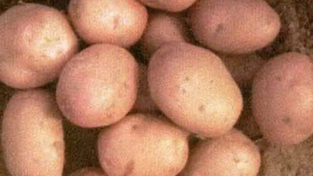 Грей картошку. Сорт картофеля Каратоп. Розара семена картофеля. Сорта картофеля Фаленской селекционной станции. Семена картофеля Сагитта.