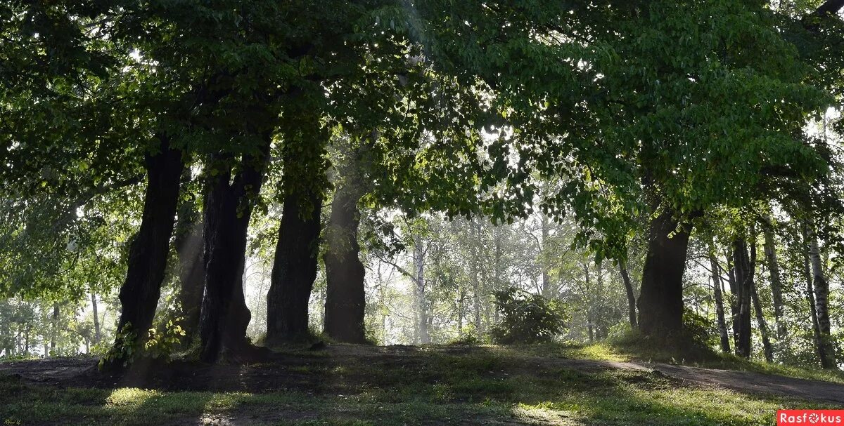 сад осиновая роща