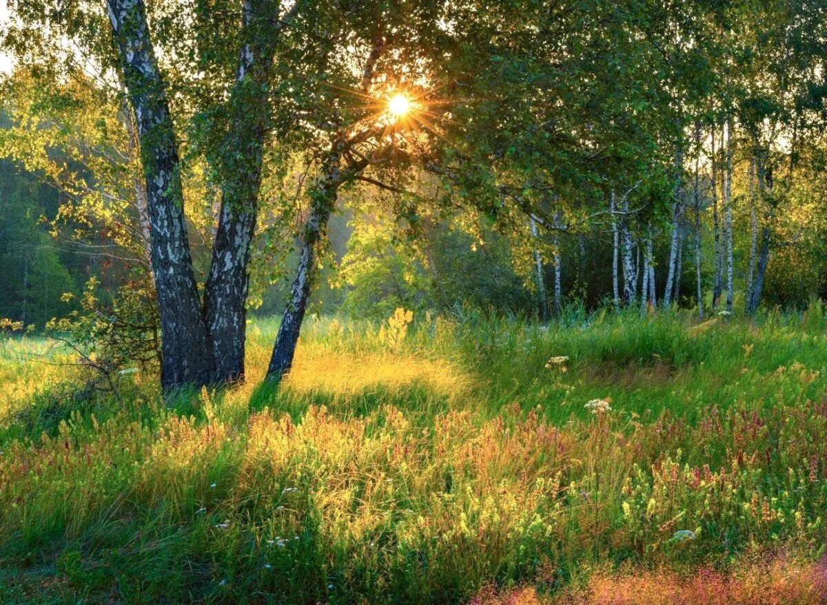 Хорошо и привольно летом в лесу. Утро в лесу. Летнее утро в лесу. Утро лес лето. Раннее утро в лесу.