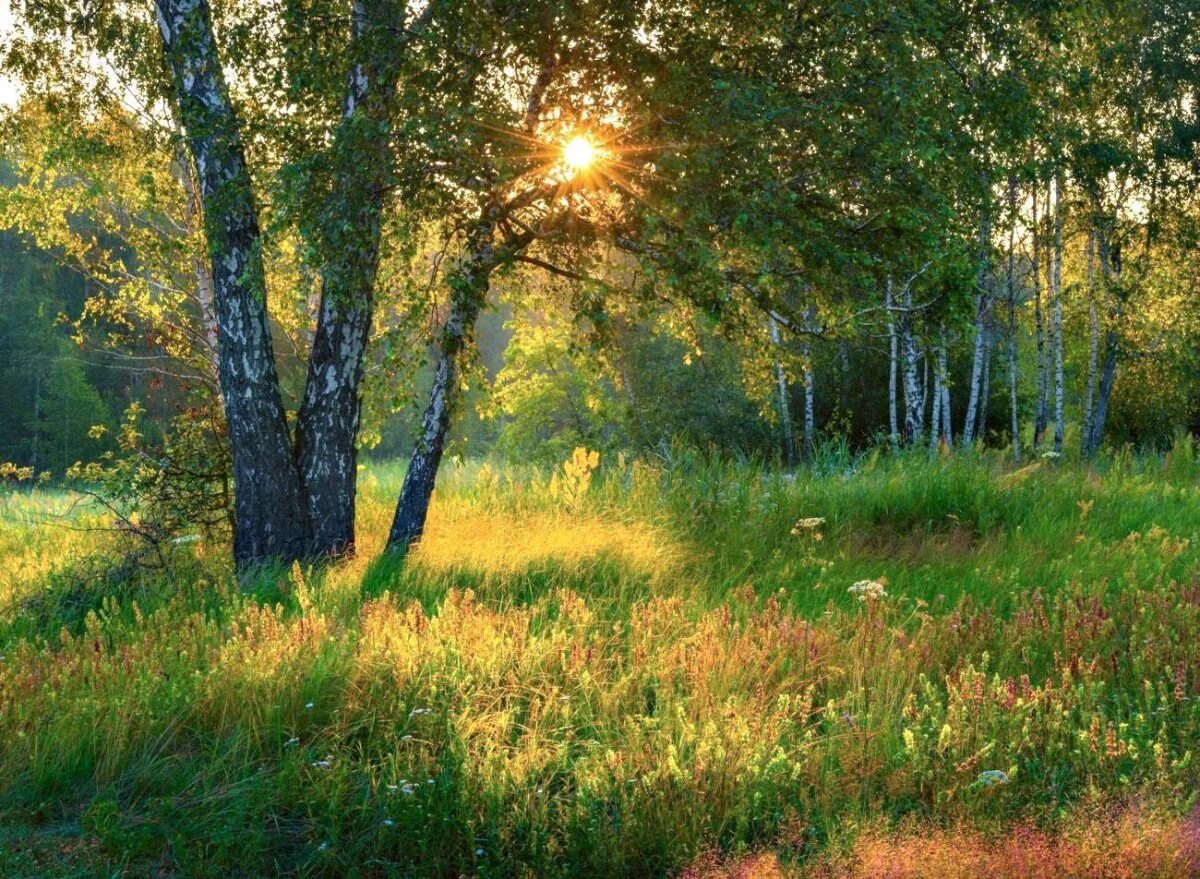 Картинки утро года. Утро в лесу. Раннее утро в лесу. Летнее утро в лесу. Утро лес лето.