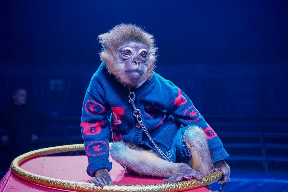 Шоу обезьян. Шимпанзе Ричи Королевский цирк. Цирковая обезьяна. Обезьянка в цирке. Дрессированная обезьянка.