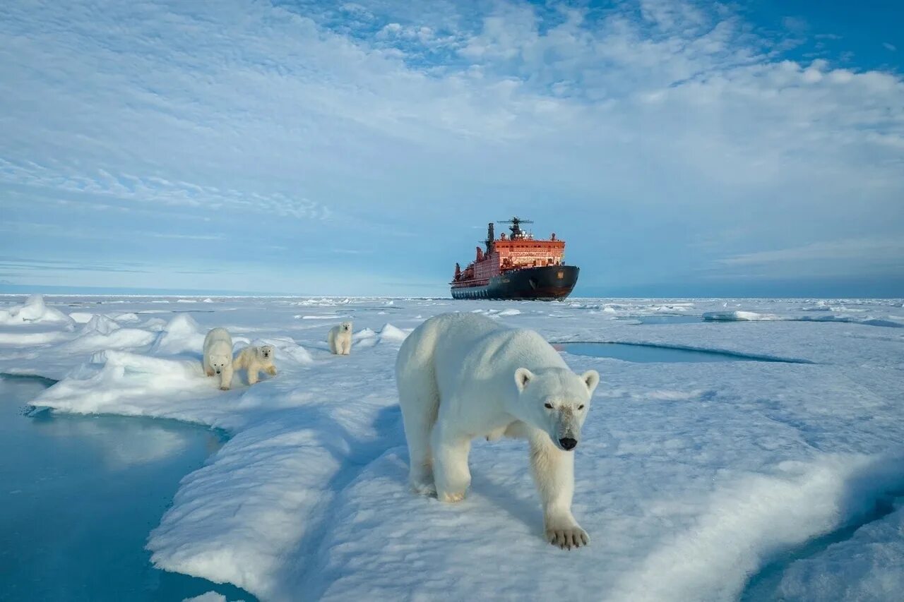 Северный полюс Арктика. Ледокол Северный полюс. Ледокол Арктика 2023. Белые медведи в Арктике.