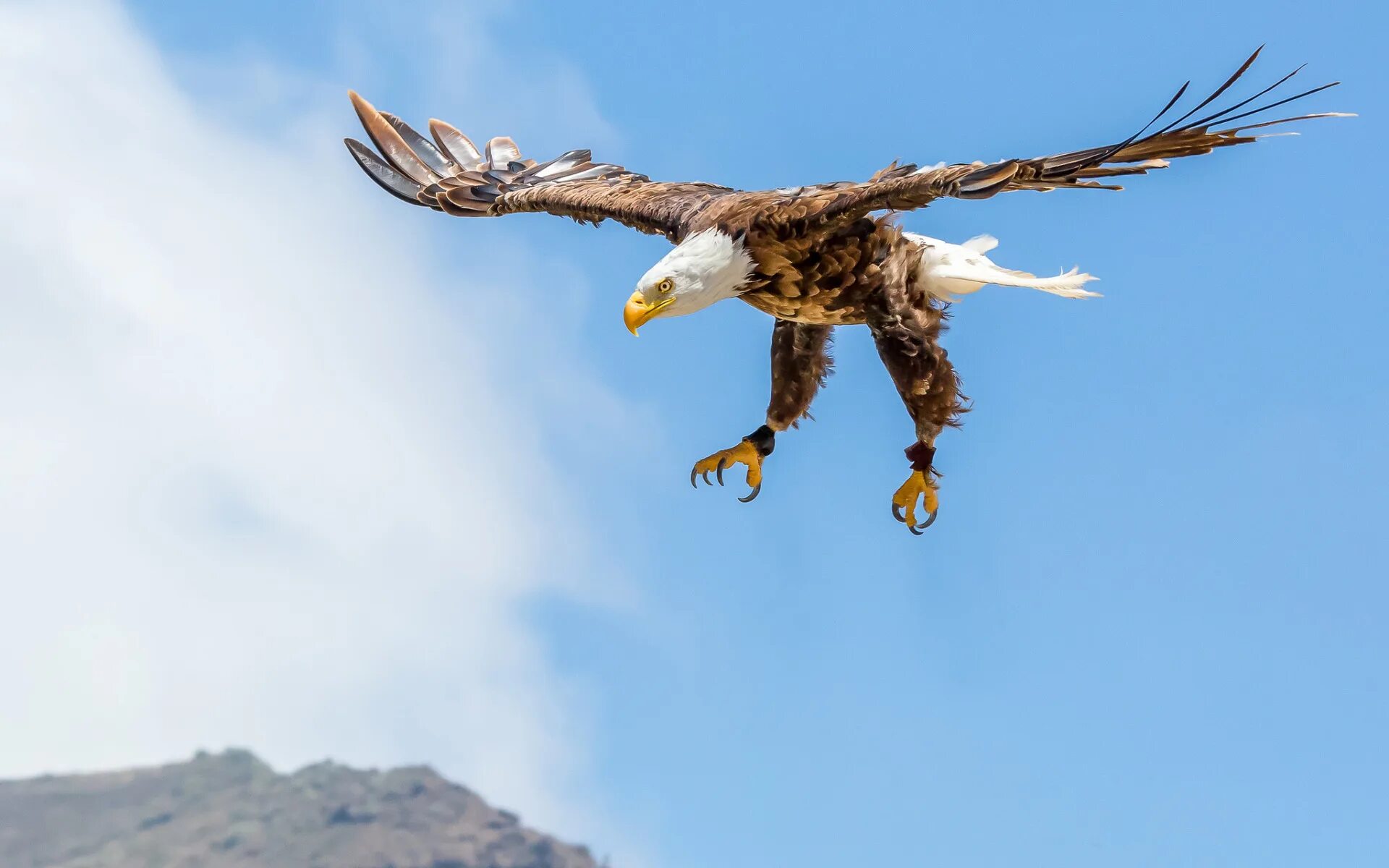 Текст лети орел. "Белоголовый Орлан". Белоголовый Орлан в полете. Горный Орлан. Летающий Орел.