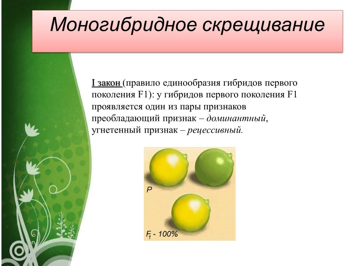 Гибрид первого поколения f1. Гибриды 2 поколения при моногибридном скрещивании. Правило единообразия гибридов 1 поколения. Моногибридное скрещивание 1 поколение. Моногибридное скрещивание 1:1.