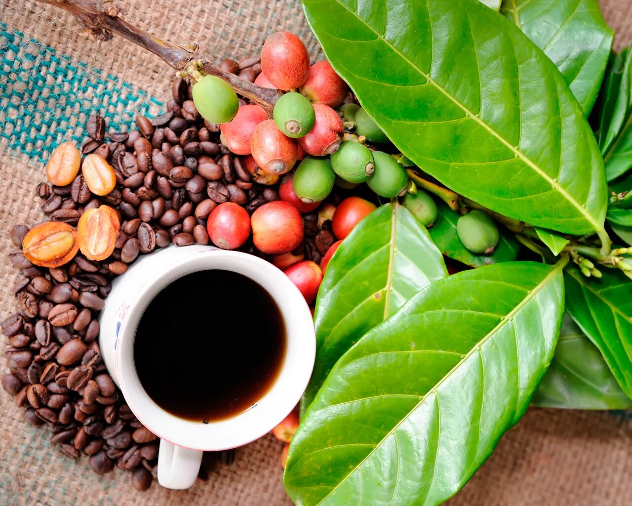 Кофе это фрукт. Кофейное дерево. Кофе в зернах. Листья кофе. Кофе дерево.