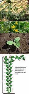 Сколько дней растет огурец