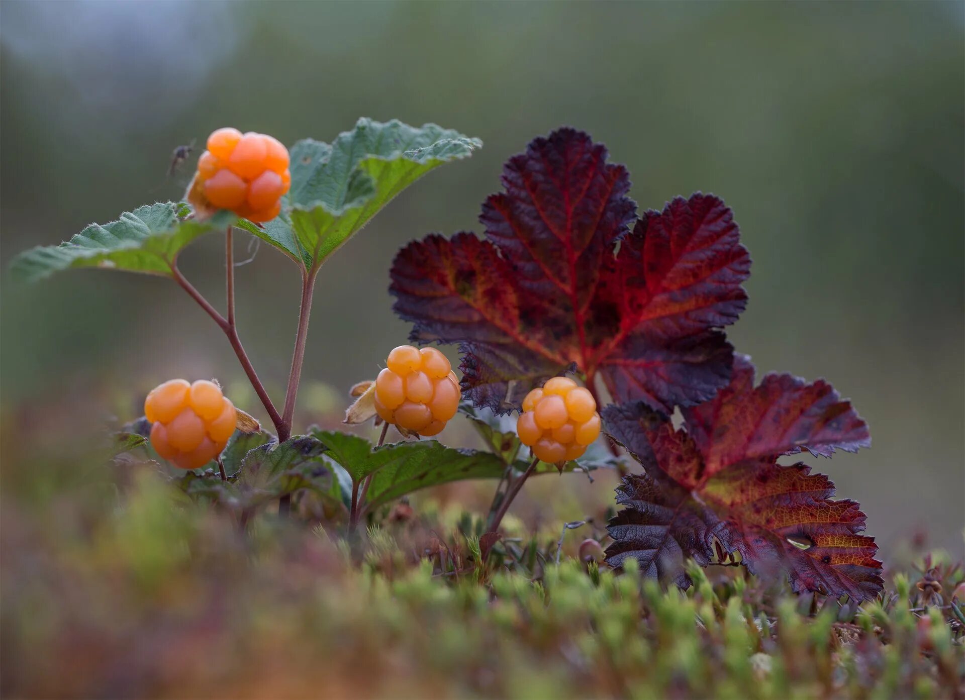 Cloudberry. Морошка растение. Тундровая Морошка. Северная ягода Морошка. Морошка (Rubus chamaemorus).