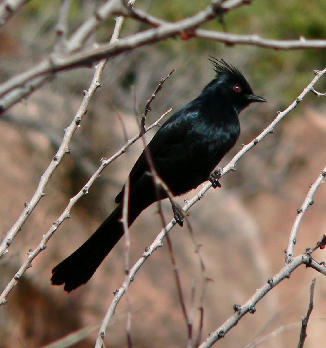 Чёрный шелковистый свиристель. Phainopepla Nitens. Свиристель-чёрная птица. Черная птица с хохолком.