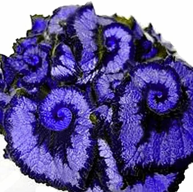 begonia 'escargot' Blue plants, Blue leaves, Begonia