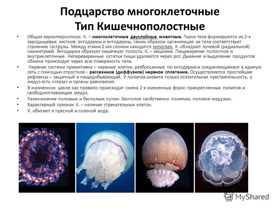 Таблица многообразие простейших по биологии 7 класс. Конспект на тему подцарство многоклеточные беспозвоночные животные. Многоклеточные животные. Типы многоклеточных. Характеристика типов животных многоклеточных.