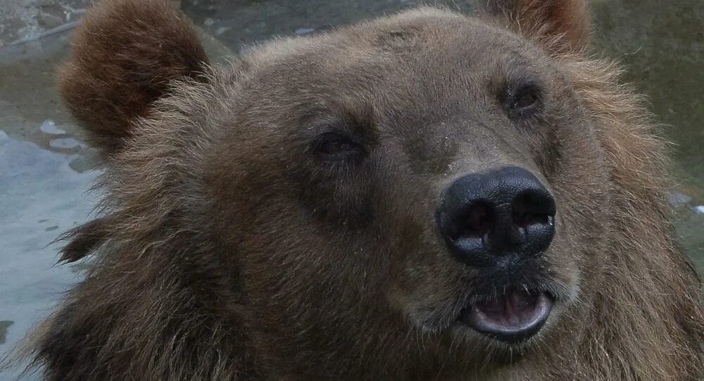 A song for bear. Help bear. Медведь гризли место обитания. Bear over. A song for bear.