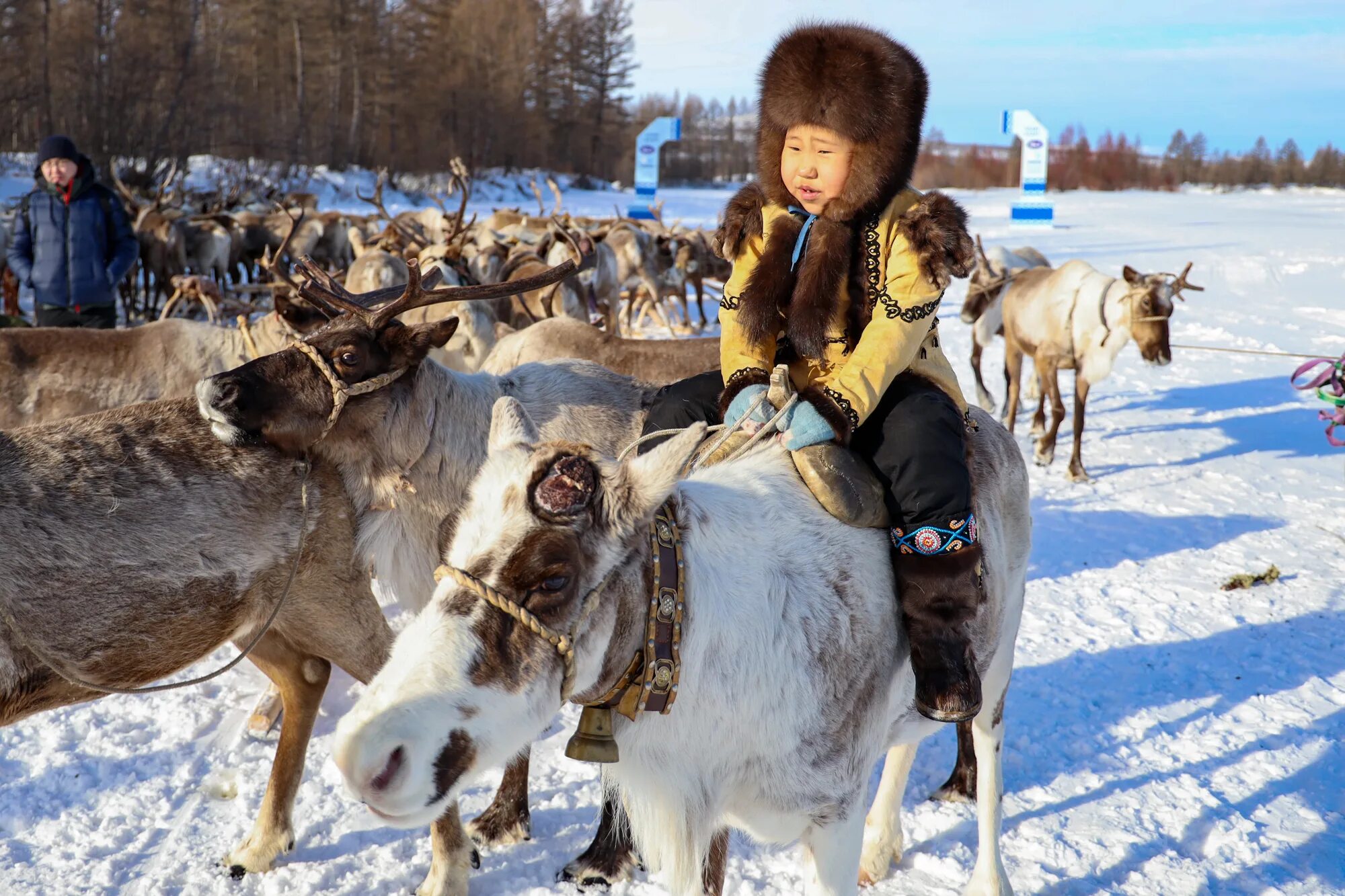 Оленеводство. Туризм в Якутии. Традиционные занятия Якутии. Арктический адаптивный Тип оленеводство. Какие народы занимаются оленеводством