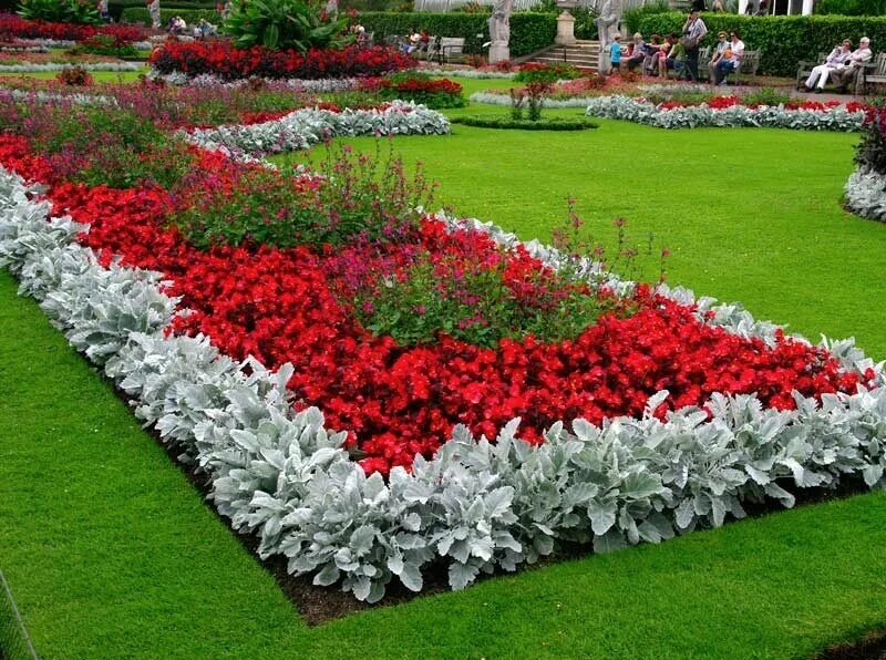 Клумбы бархатцы сальвия цинерария. Клумба однолетники бегония петуния. Кохия, бархатцы цинерария. Посадка цветов на клумбе. Кохия бегония цинерария.