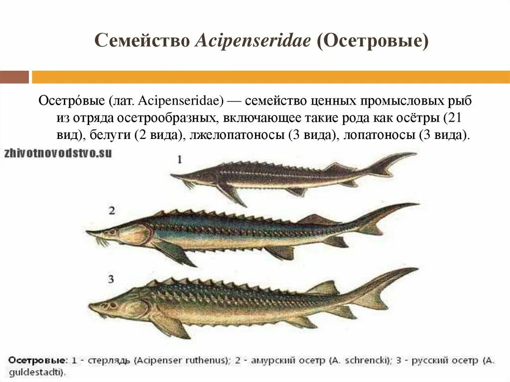 Белуга, осетр и стерлядь beluga-caviar.ru статьи о черной икре