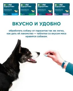 Экспресс табс для собак