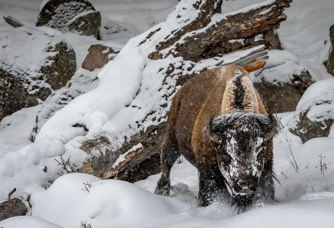 Бизон в снегу. Зимний бык. Wildlife photographer of the year 2023. Бык зимой. Снежный бизон.