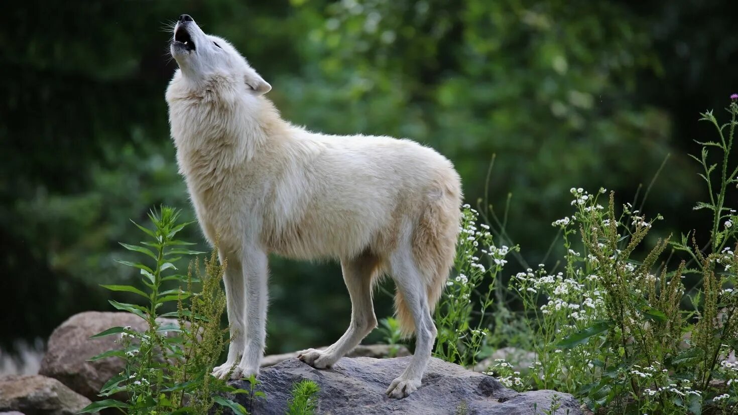 Вайт Вулф. Тундровый волк. Воющий волк. Белый волк.