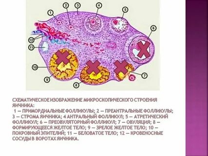 Антральные фолликулы что это
