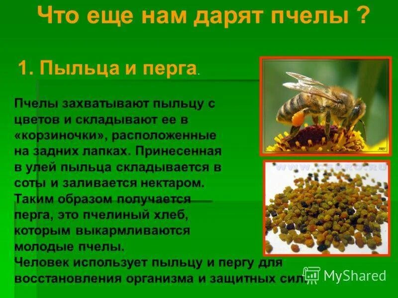 Почему пчел назвали пчелами. Интересное о пчелах. факты о пчеловодстве. краткая информация о пчелах. интересные факты о пчелах.