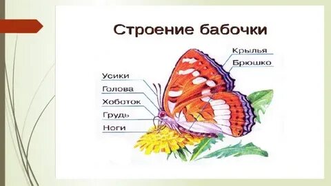Строение бабочки