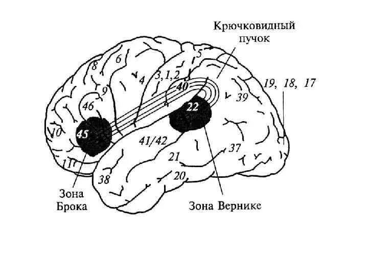 Центр речи в мозге человека. Зоны головного мозга Брока и Вернике. Поле Вернике и поле Брока. Центр Вернике и центр Брока.