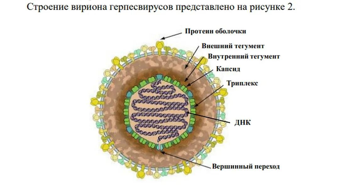 Вирус простого вируса 1 2. Структура вируса схема. структура вируса герпеса. схема строения вируса герпеса. вирус простого герпеса 1 типа строение.