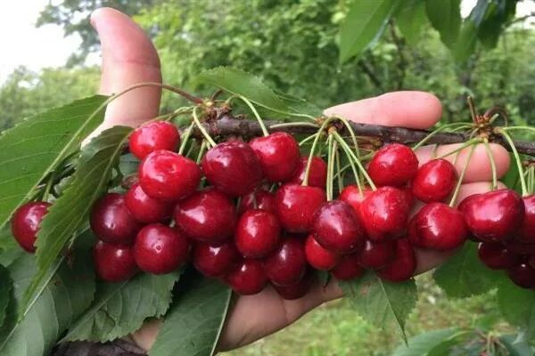 Черешня Тютчевка. Сорт черешни Тютчевка. Черешня Тютчевка дерево. Черешня Ипуть дерево. Черешня тютчевка описание сорта отзывы опылители