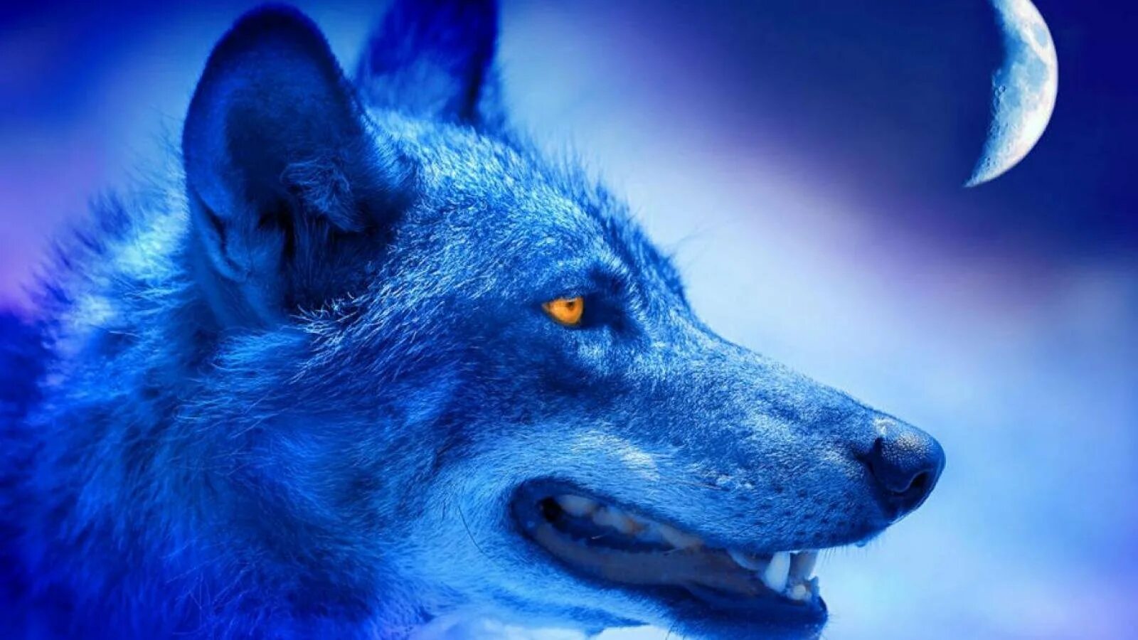 Альфа волк читать. Альфа Вулф. Волк. Голубой волк. Красивый волк.
