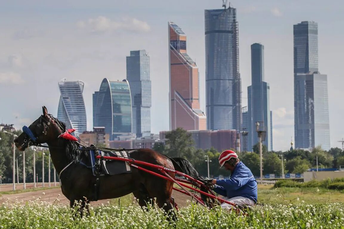 Horse moscow