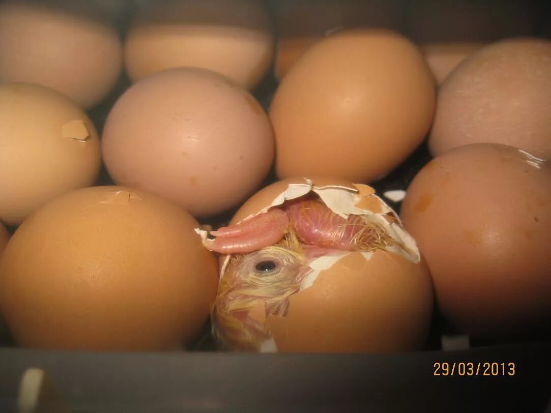 В каких яйцах есть цыплята. Вылупившиеся цыплята. Цыплята вылупляются в инкубаторе. Цыпленок вылупился. Вылупление цыплят в инкубаторе.