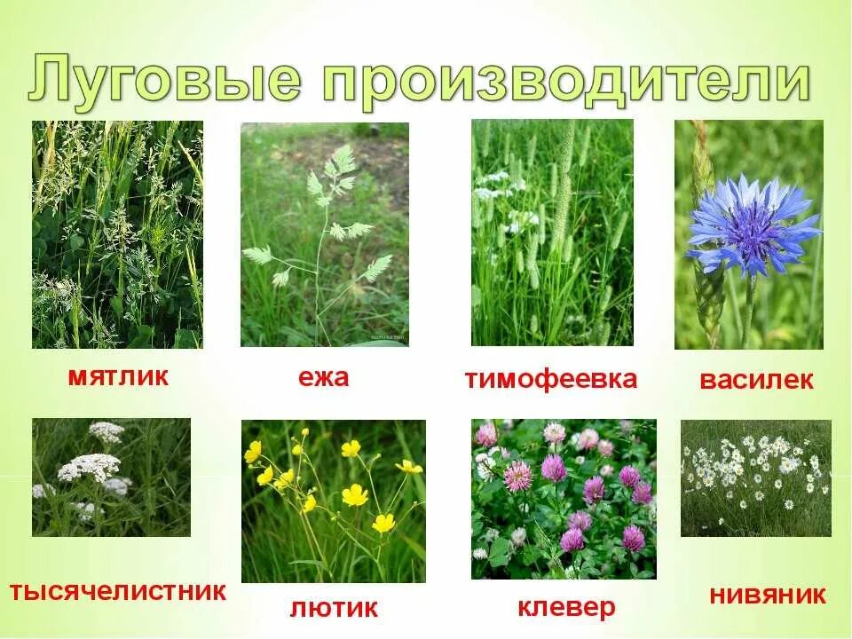 Название травянистых растений