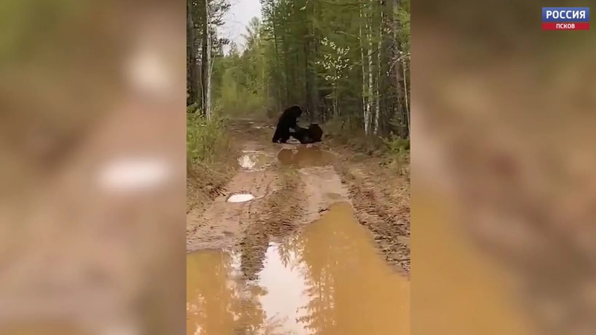 Московская область нападение