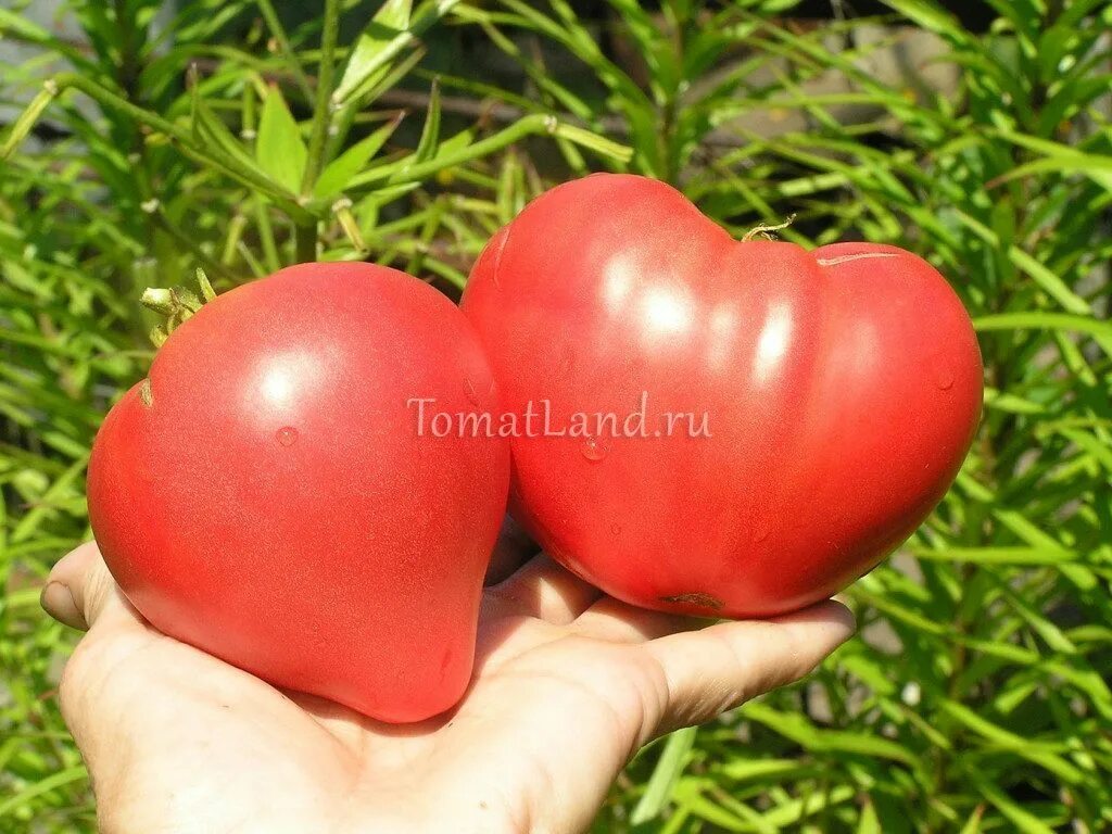 Томат розовая страсть. Томат гном розовая страсть. Розовая страсть сорт томат. Гном розовая страсть. Гном розовая страсть.