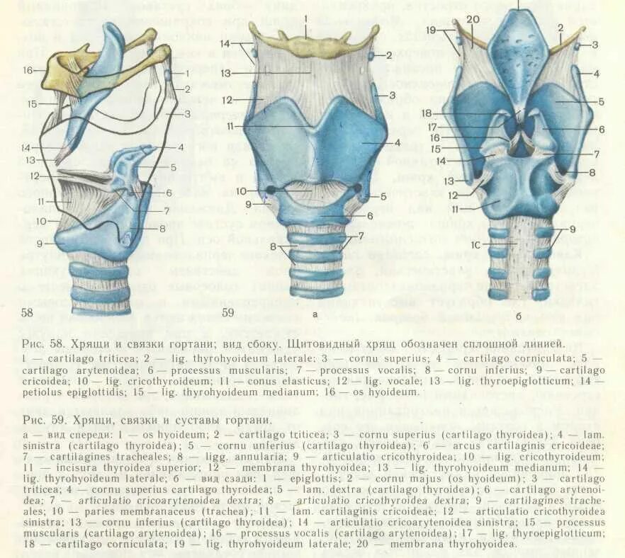 Строение голосового аппарата ГМПИ им М М Ипполитова-Иванова