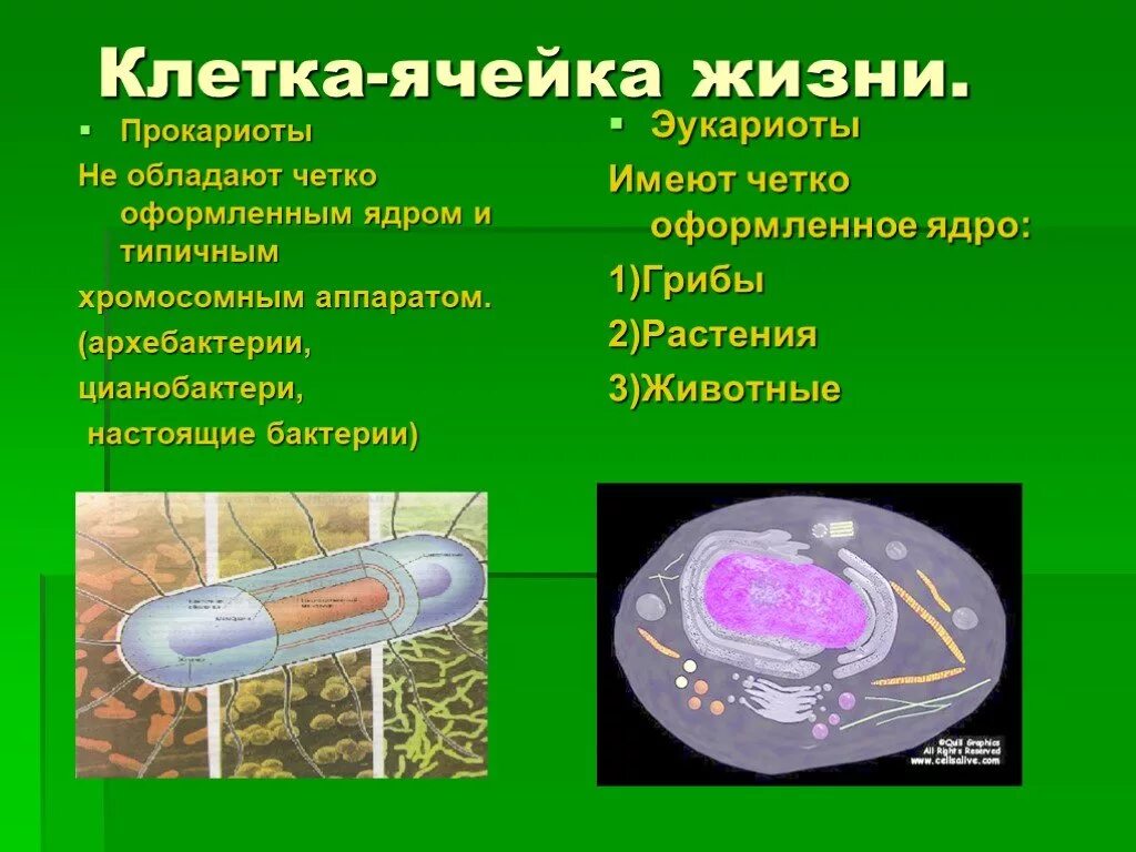 Бактериальная клетка имеет оформленное ядро. Уровни организации жизни.прокариоты. Микроорганизмы эукариоты. Оформленное ядро.