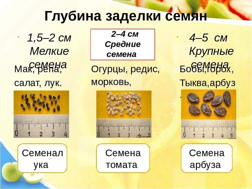 Всхожесть семян сколько дней. Сроки и глубина посева семян. Глубина заделки семян подсолнечника. Глубина заделки семян различных растений. Условия посадки семян.