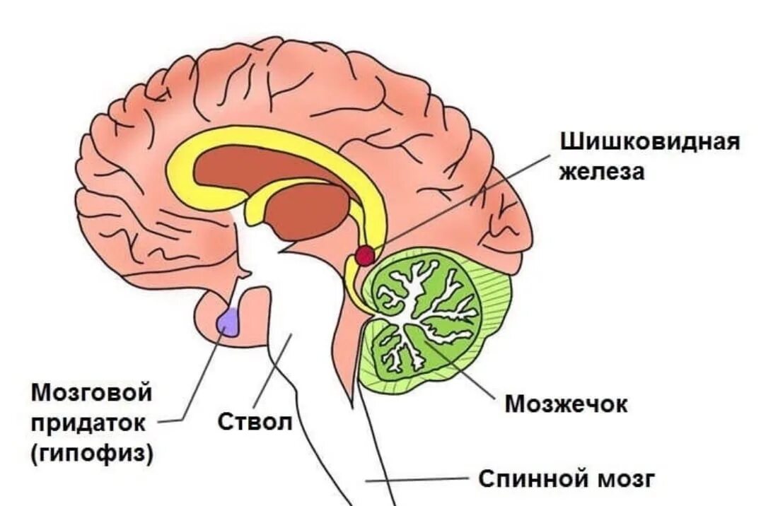 Шишковидная железа. Эпифиз шишковидная железа. Пинеальная железа головного мозга что это такое. Шишковидное тело в головном мозге. Мозг шишковидная железа.