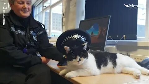 Коту назначили