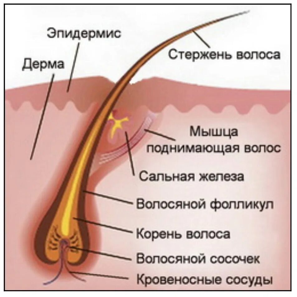 Строение волосяной луковицы. Строение волоса фолликул луковица. Структура волосяного фолликула. Полостной фолликул строение.