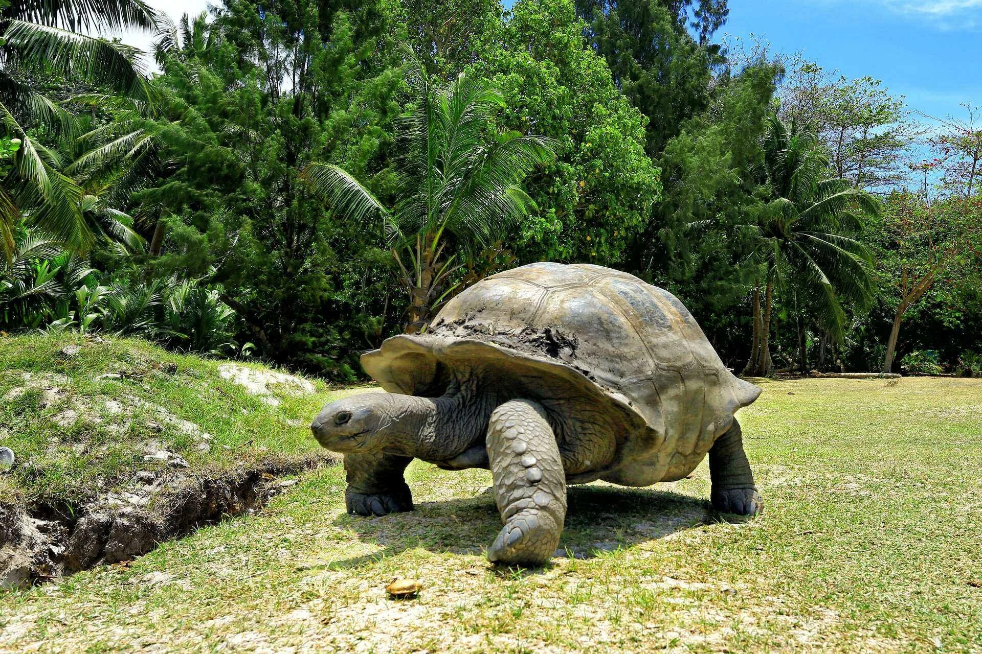 Сейшельские черепахи. Черепахи на Сейшельских островах. Черепаха Альдабра. Остров Альдабра Сейшелы черепахи. Праслин Сейшелы черепахи.