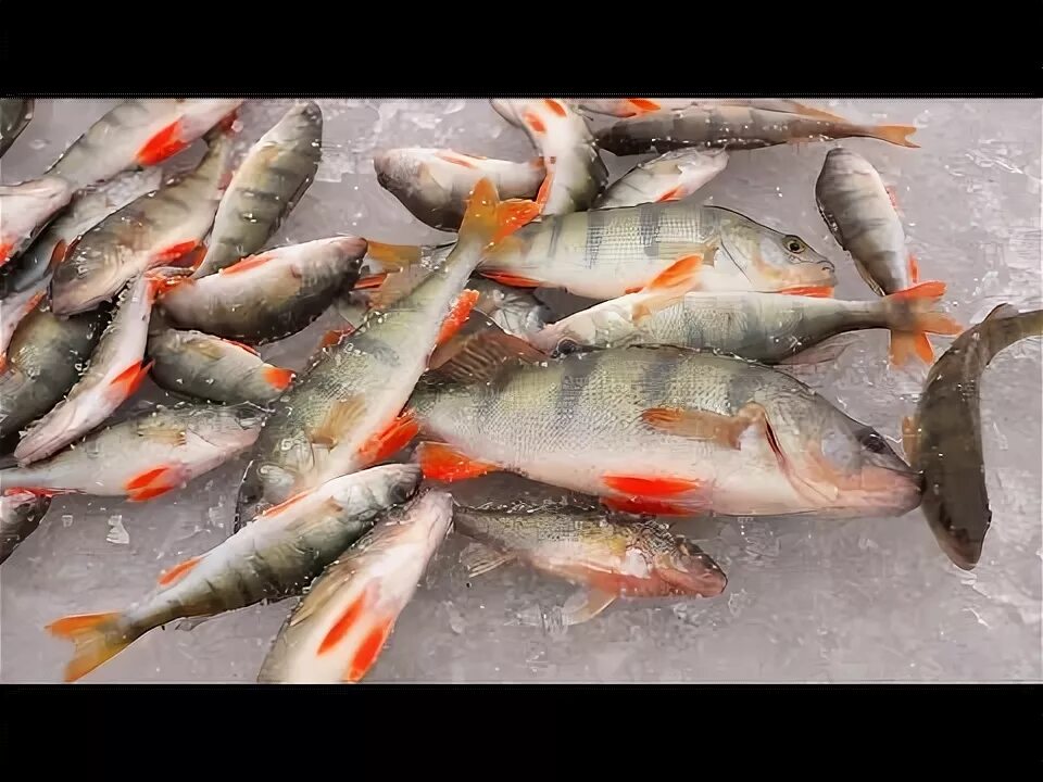 Зимние снасти для ловли окуня зимой. Зимние мормышки на окуня. Мормышки для зимней рыбалки. Мормышка на окуня зимой в глухозимье. Уловистые мормышки безмотылки.