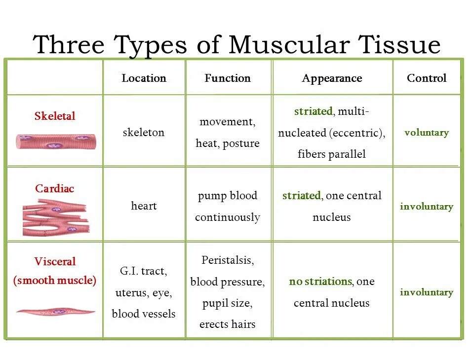Types of controlling. Types of muscle tissue. tissue function. muscle function. types of tissues.