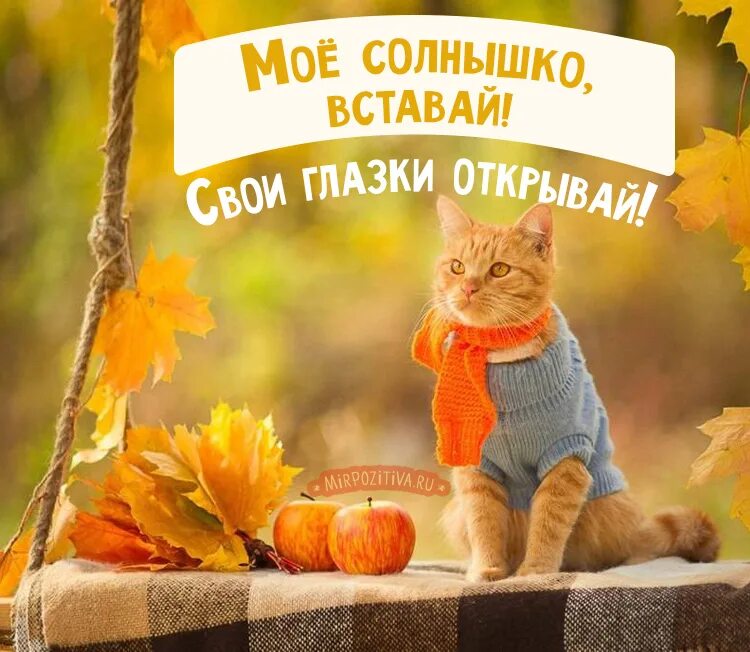 Утро сентябрь хорошего дня. Осень и кот цитаты. настроение осень. а может осень для того и создана в оранжевых тонах. доброе утро осень.